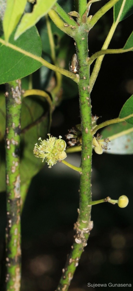 Litsea glutinosa (Lour.) C.B.Rob.